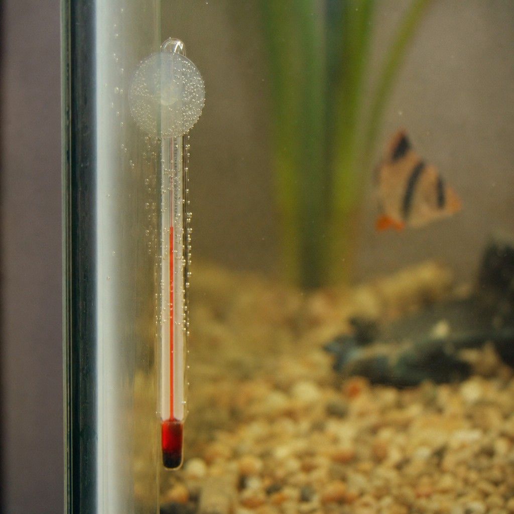 A stick-on aquarium thermometer on tank glass showing the water temperature up close