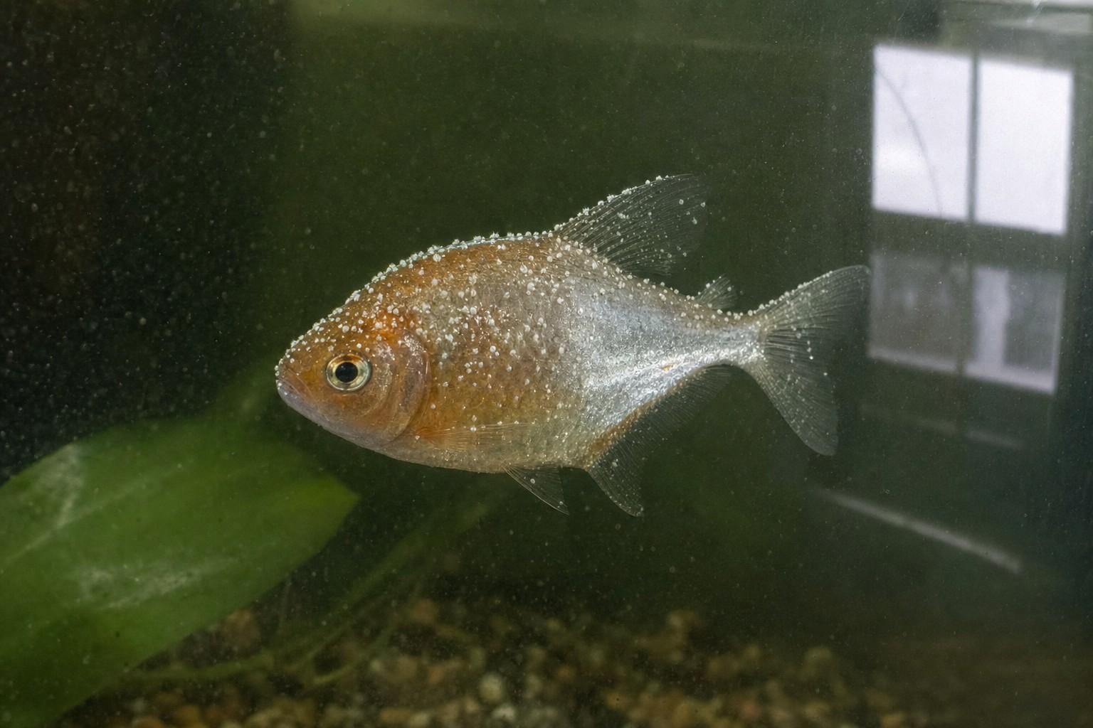 A freshwater aquarium fish speckled with tiny white spots, seen close through the tank glass